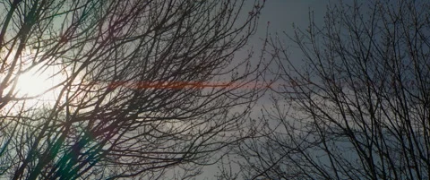 Sunlight shining through bare tree branches with an anamorphic lens flare Stock Footage 337792966