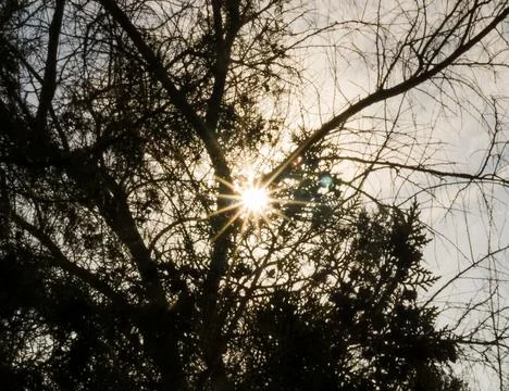 Sunlight Shining Through Bare Tree Branches Stock Photos