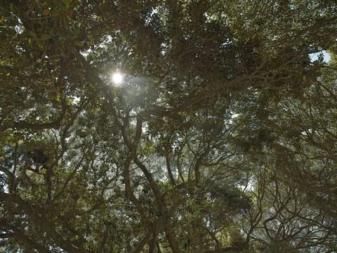 Sunlight shining through big trees Stock Photos