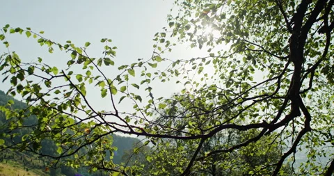 Sunlight shining through birch tree branches with green leaves and lens flare Stock-Footage 317070627