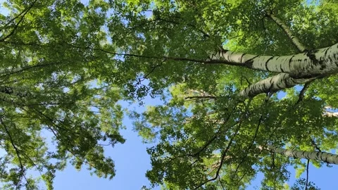 Sunlight shining through birch trees and streetlights 스톡 동영상 317288491