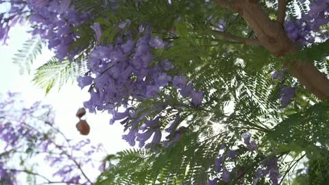 Sunlight shining through blooming jacaranda branches with soft wind movement Vídeos de archivo 335875310