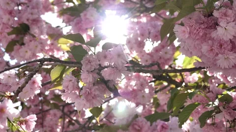 Sunlight shining through the branches of a blossoming sakura tree. Stock Footage 309699441