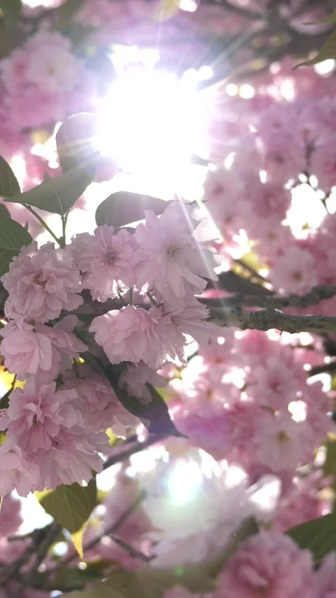 Sunlight shining through the branches of a blossoming sakura tree. Stock Footage 309699452