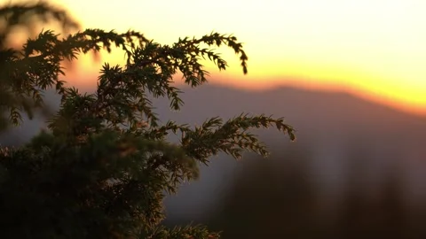 Sunlight shining through branches at dusk near mountains in a quiet location Stock Footage 327445818
