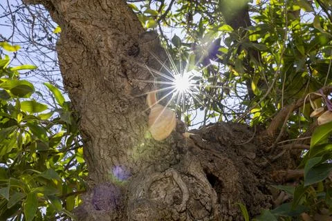 Sunlight shining through the branches of a tree with shells on a sunny day Stock Photos