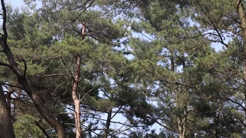  sunlight shining through the branches of the trees Видео 310075927
