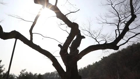 Sunlight shining through the branches of the trees Video stock 310079897