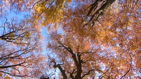 Sunlight shining through a canopy of golden leaves Stock Footage 283536499