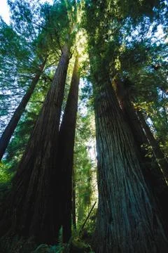 Sunlight shining through the canopy of a large forest. Stock Photos