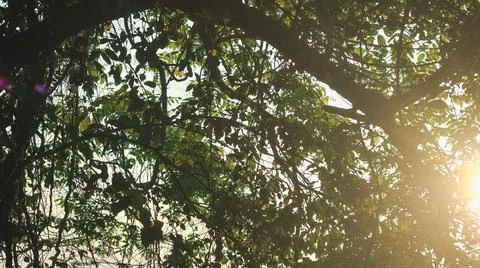 Sunlight shining through the canopy of the tree in the forest. 스톡 사진