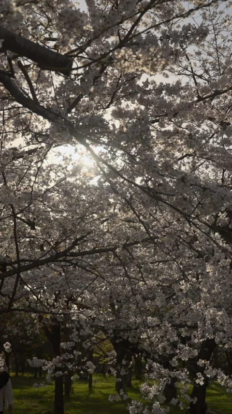 Sunlight shining through cherry blossom trees in Japan, vertical footage Video stock 268122485
