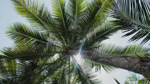 Sunlight shining through coconut trees from bottom. Видео 288407016