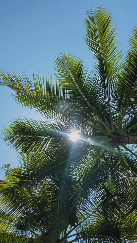 Sunlight shining through coconut trees from bottom. Видео 288407108
