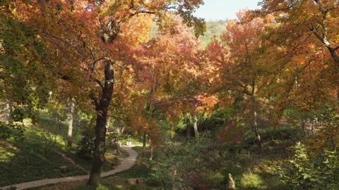 Sunlight shining through colorful maple trees in Tianping Mountain Suzhou Stock Footage 345628930