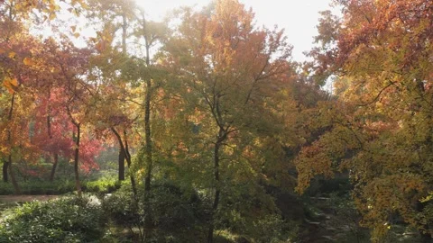 Sunlight shining through colorful maple trees in Tianping Mountain Suzhou Stock Footage 345629098