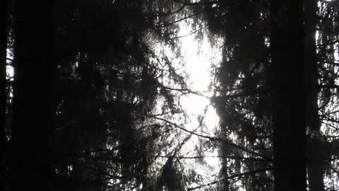 Sunlight shining through the crowns of spruce trees, sparkling sun rays Stock Footage 81474856