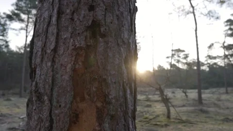 Sunlight shining through damaged pine tree bark Stock Footage 293082099
