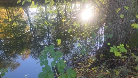 Sunlight Shining Through Dark Forest Trees Reflecting On River Stock Footage 348177509