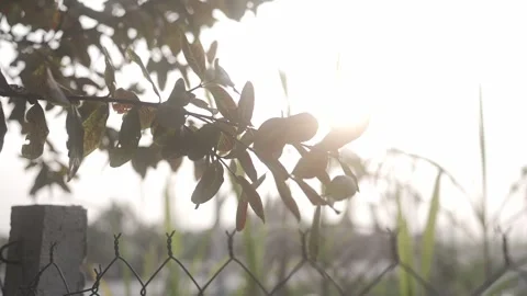 Sunlight shining through dark leaves on a branch Vidéo 332580227