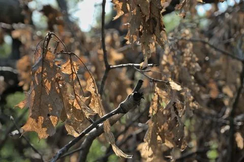 Sunlight Shining Through Dead Brown Tree Leaves in Autumn Stock Photos