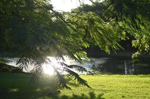 Sunlight shining through delicate green leaves Stock Photos
