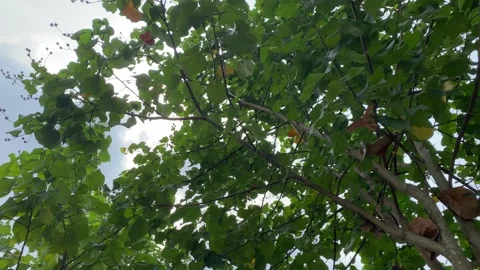 Sunlight shining through a dense canopy of green leaves Stock Footage 341228066