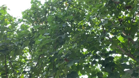 Sunlight shining through a dense canopy of green leaves Stock Footage 341228117