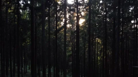 Sunlight shining through dense dark forest trees creating calm natural Stock Footage 321074131