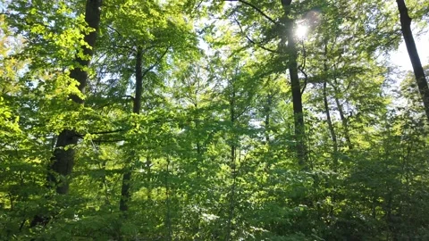 Sunlight Shining Through Dense Foliage of Tall Forest Trees Video stock 288087659