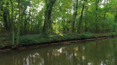 Sunlight shining through dense forest with riverbank covered in ivy. Forest Stock Footage 317082221