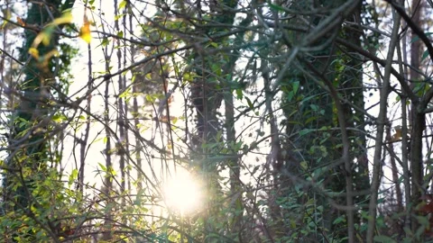 Sunlight Shining Through Dense Forest Branches – Morning Nature Shot Stock Footage 323582227