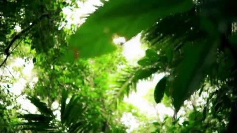 Sunlight shining through dense green jungle leaves Stock Footage 316766709