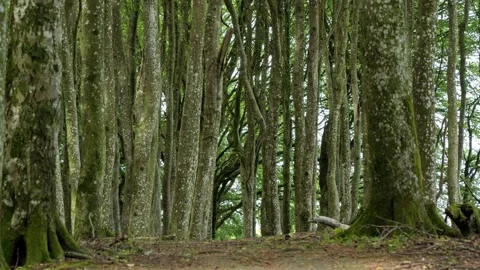 Sunlight shining through a dense green forest Stock-Footage 338233086