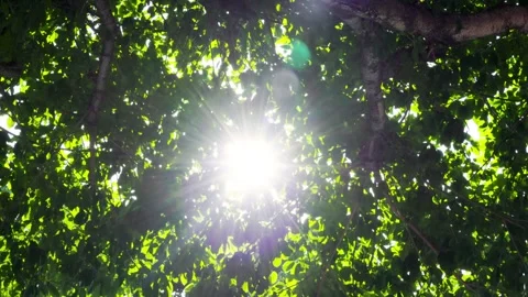 Sunlight shining through dense green tree leaves with lens flare Stock Footage 345417822
