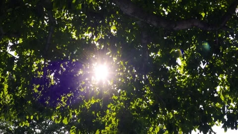 Sunlight shining through dense green tree leaves with lens flare Stock Footage 345418044