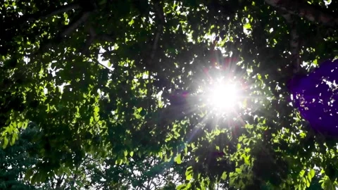 Sunlight shining through dense green tree leaves with lens flare Stock Footage 345419095