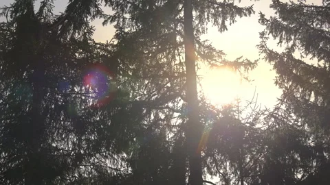 Sunlight shining through dense pine tree branches in forest, soft backlight Stock Footage 308490667