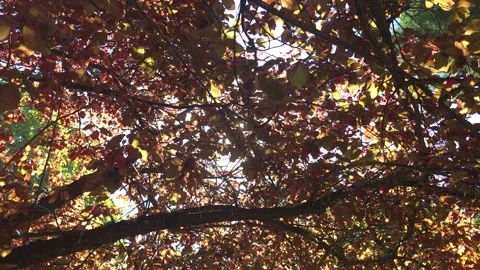 Sunlight Shining Through Dense Red Foliage and Tree Branches in Low Angle Vie Stock Footage 348072549