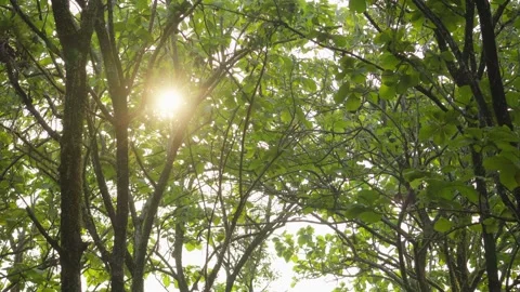 Sunlight Shining Through Dense Teak Tree Leaves 库存影片 346014267