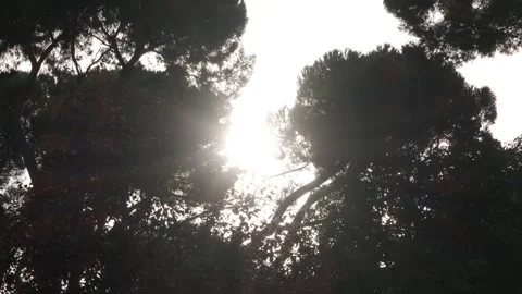 Sunlight shining through dense tree branches Vidéo 332018811