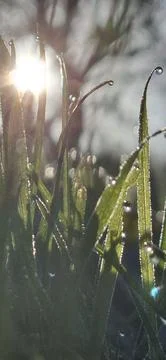 Sunlight shining through dew drops on grass macro close up Foto stock