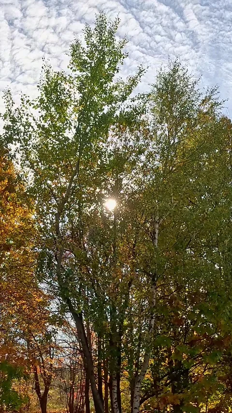Sunlight shining through early autumn trees in forest Stock Footage 321765329