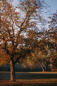 Sunlight shining through fall foliage on trees in a meadow Stock Photos