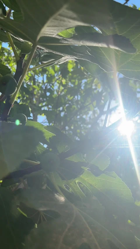 Sunlight shining through fig tree leaves and green figs 4K 스톡 동영상 345056843