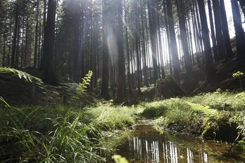 Sunlight shining through forest with brook in Bohemian Switzerland Stock Photos