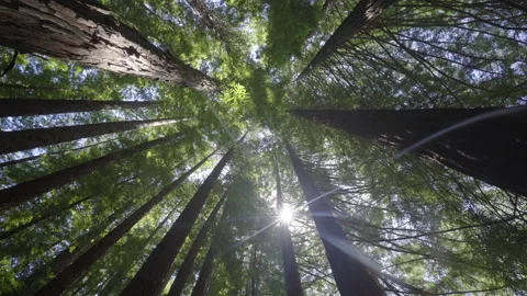 Sunlight shining through forest canopy, low angle view, camera rotating Stock Footage 146631753