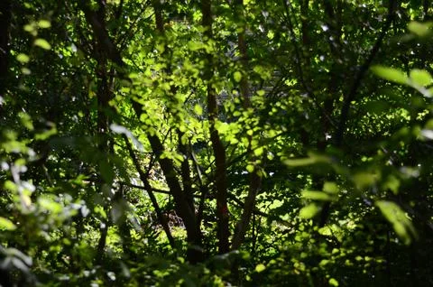 Sunlight shining through a forest Stock-Fotos