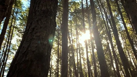 Sunlight Shining Through Forest in Slow Motion - Waihou Spring Trail 動画素材 156277757
