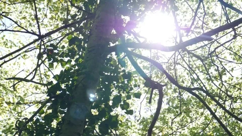 Sunlight Shining Through Forest Trees Stock Footage 91215480